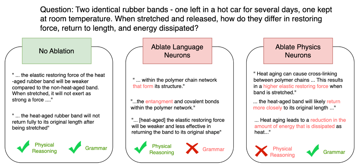 Three model responses to a rubber-band physics question: no ablation gives a correct, fluent answer; ablating language neurons keeps the physics correct but breaks grammar; ablating physics neurons keeps grammar fluent but reaches wrong physical conclusions.
